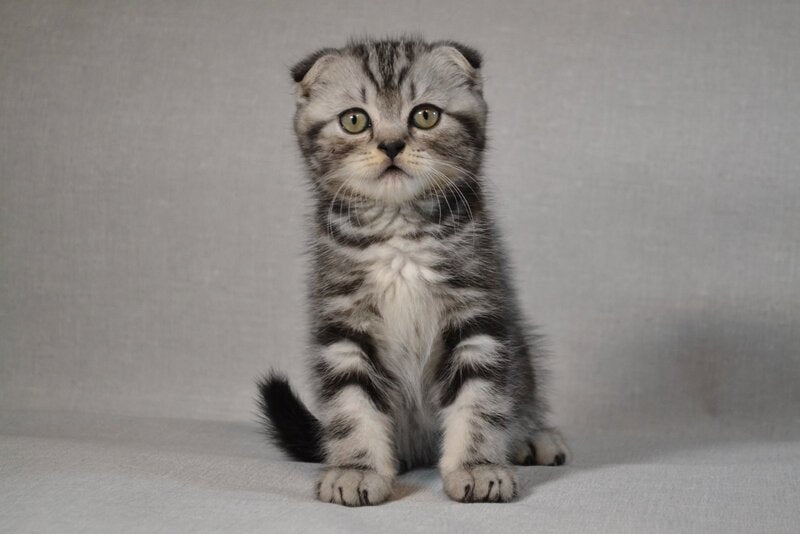 Sam Scottish Fold male black silver tabby - live animals