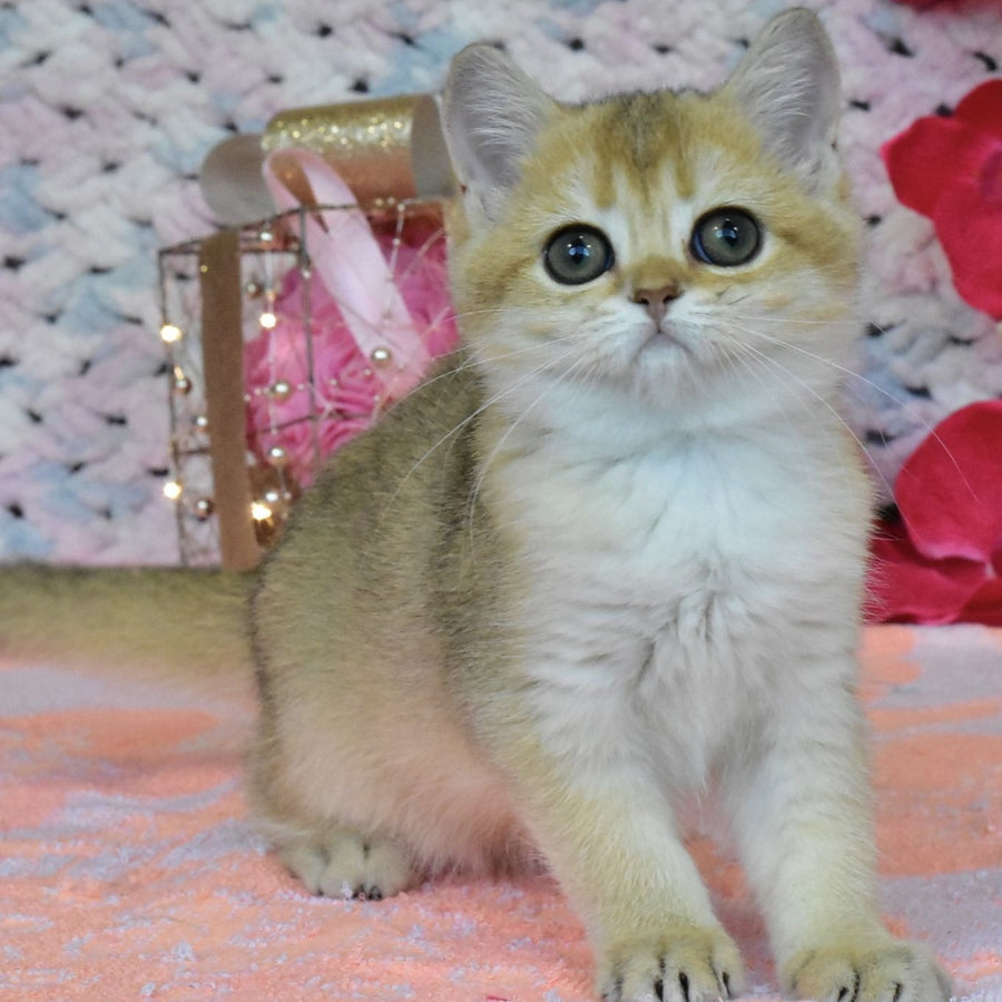 Holly British Shorthair female, black golden shaded