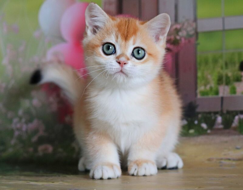 Parker British Shorthair male, black golden chinchilla