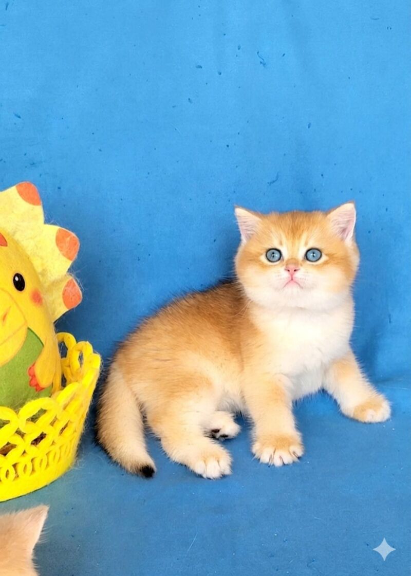 Xandr British Shorthair male, black golden chinchilla