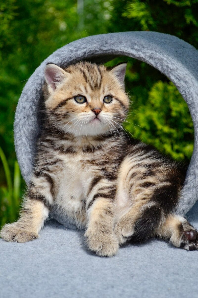 Elisey Scottish Straight male black tabby - live animals