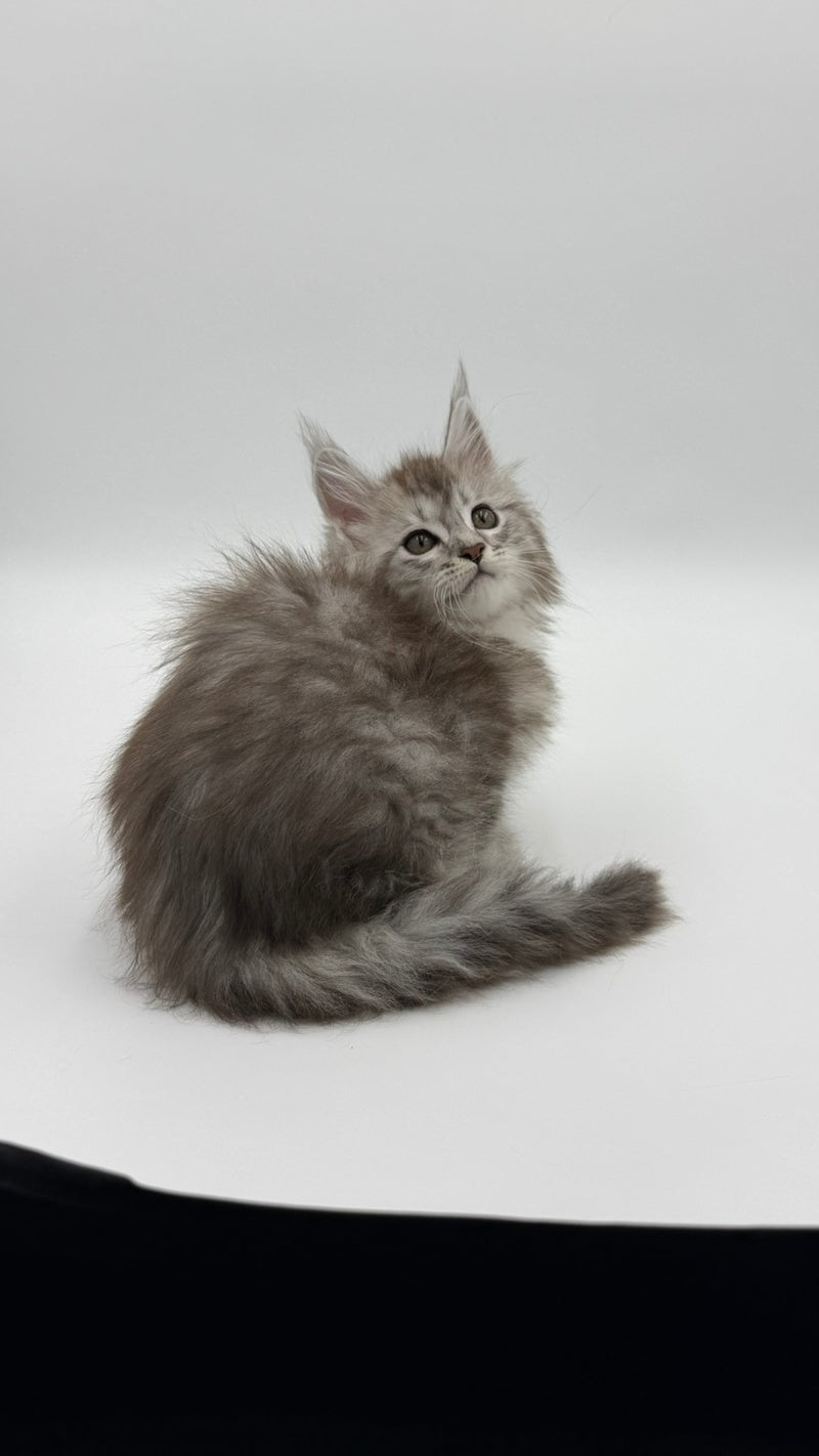 Mantra Maine Coon female, black silver spotted tabby