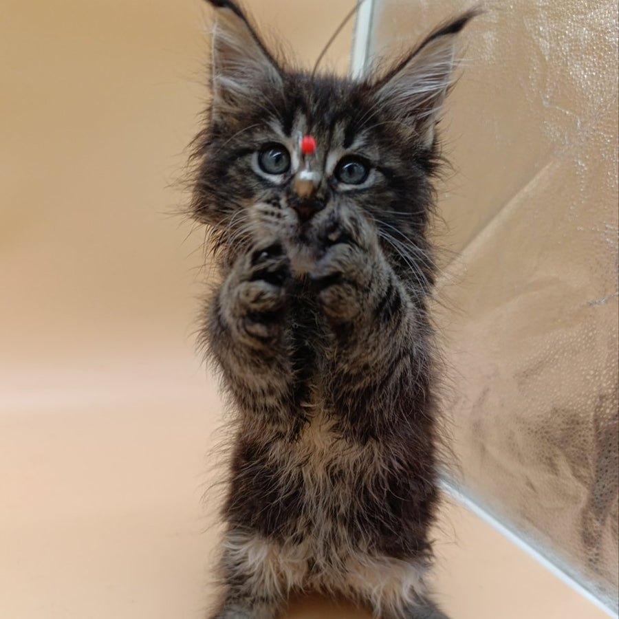 Orion Maine Coon male, black silver tabby