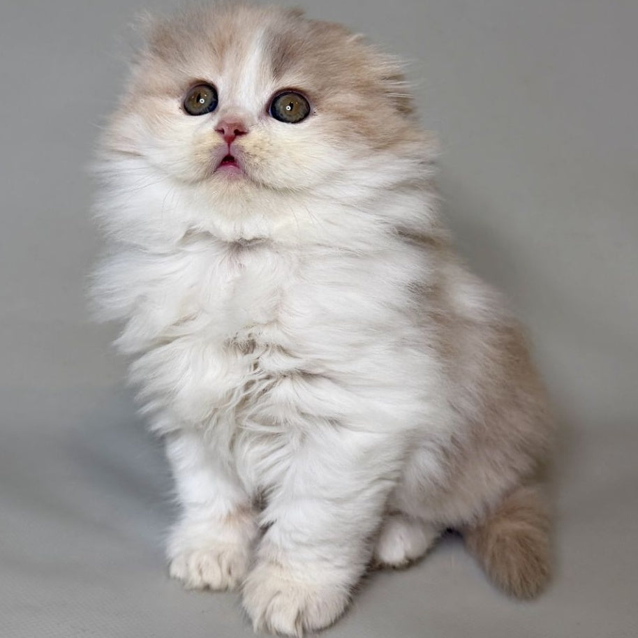Aurelia Scottish Fold female, fawn tortie bicolour