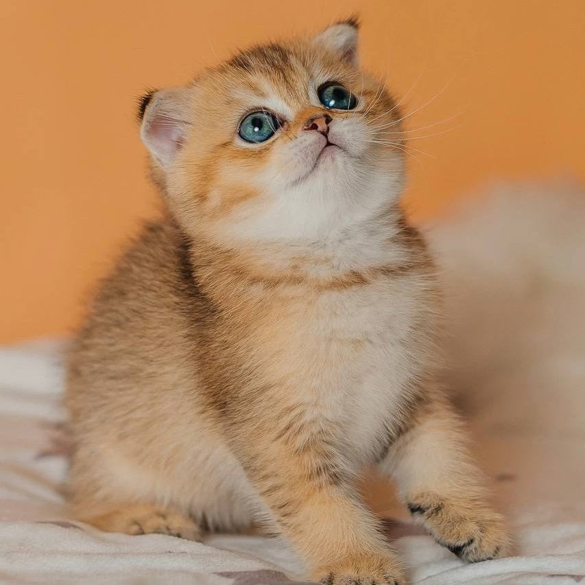Gabby Scottish Fold female, black golden ticked tabby
