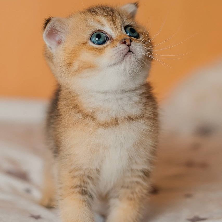 Gabby Scottish Fold female, black golden ticked tabby