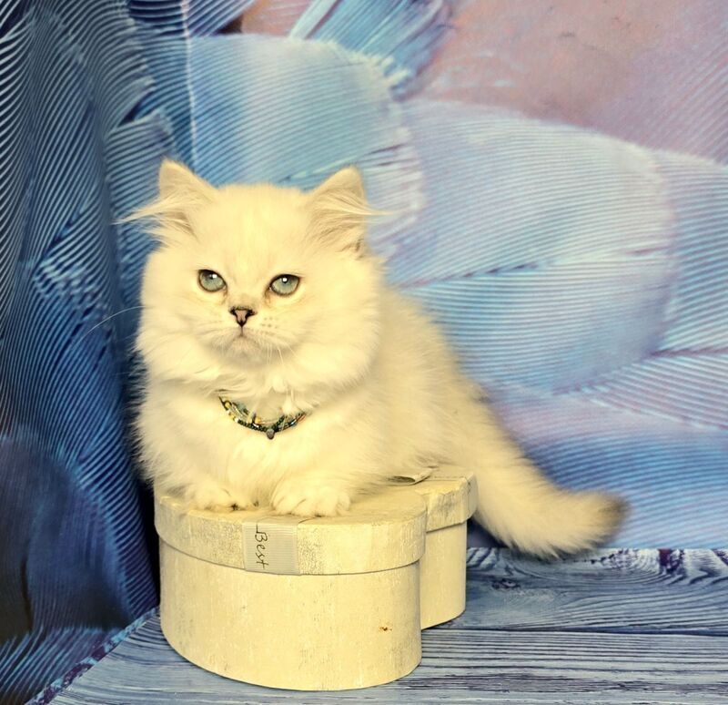 Tiffany Munchkin female, black silver shaded pointed