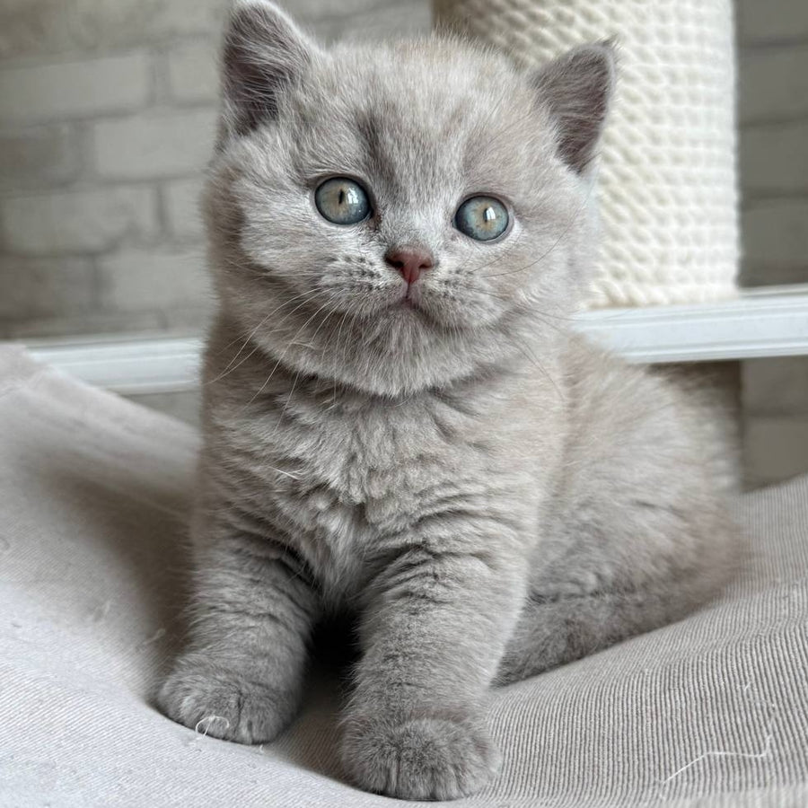 Bastian British Shorthair male, lilac
