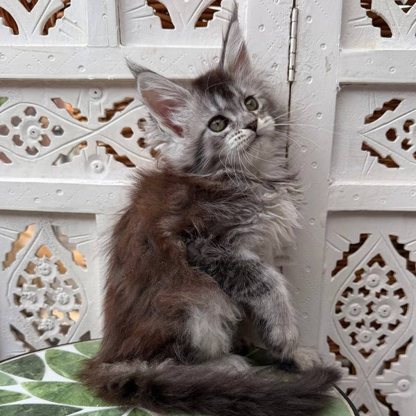 Blossom Maine Coon female, black silver tabby
