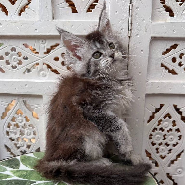 Blossom Maine Coon female, black silver tabby