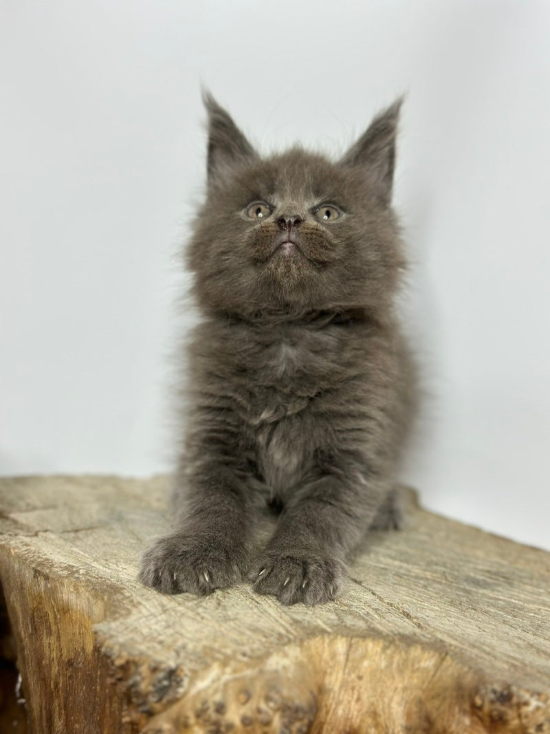 Joker Maine Coon male blue - live animals