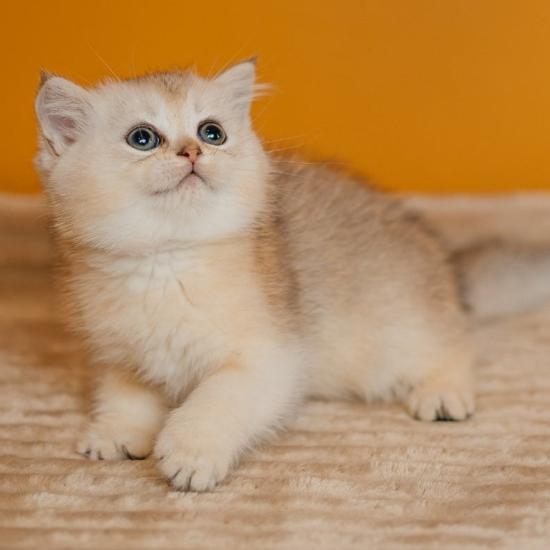 Elza Scottish Straight female, black silver ticked tabby
