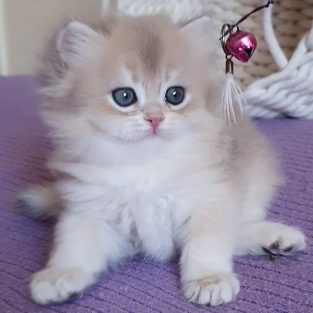 Yumi British Longhair male, blue golden chinchilla