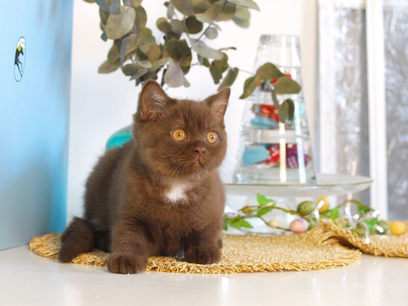 Neo British Shorthair male chocolate - live animals