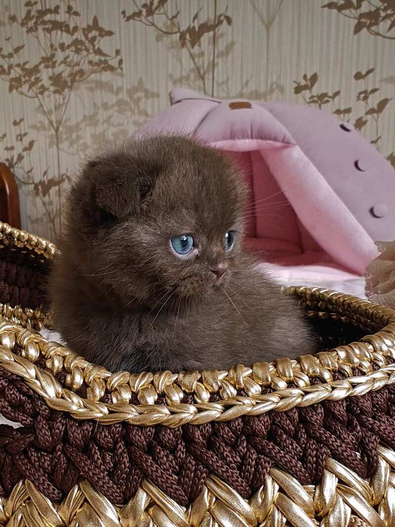 Unikum Scottish Fold male, chocolate