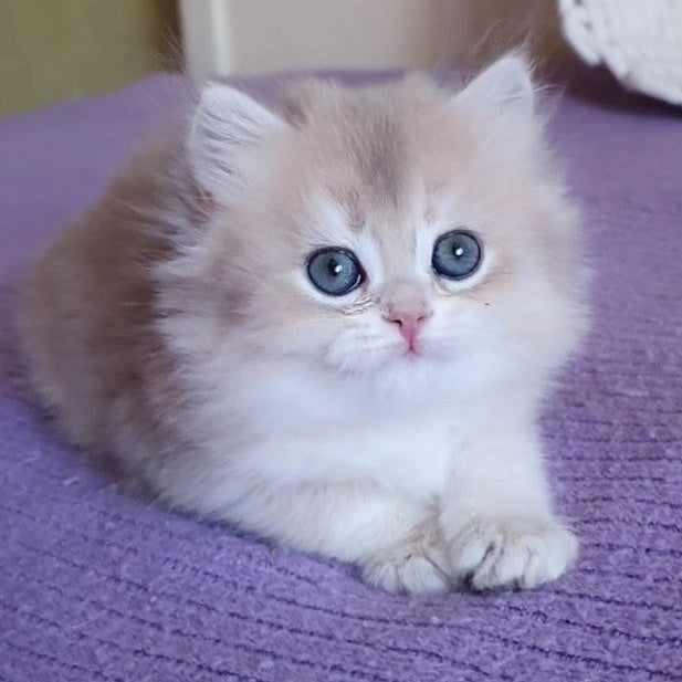 Yumi British Longhair male, blue golden chinchilla