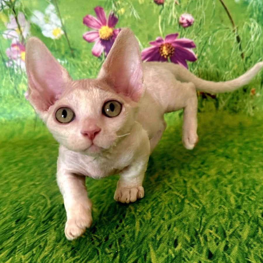 Kruz Devon Rex male, white