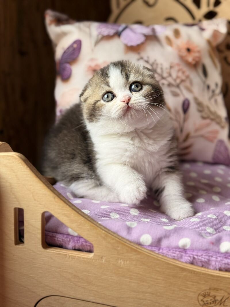 Fillip Scottish Fold male, black ticked tabby bicolour