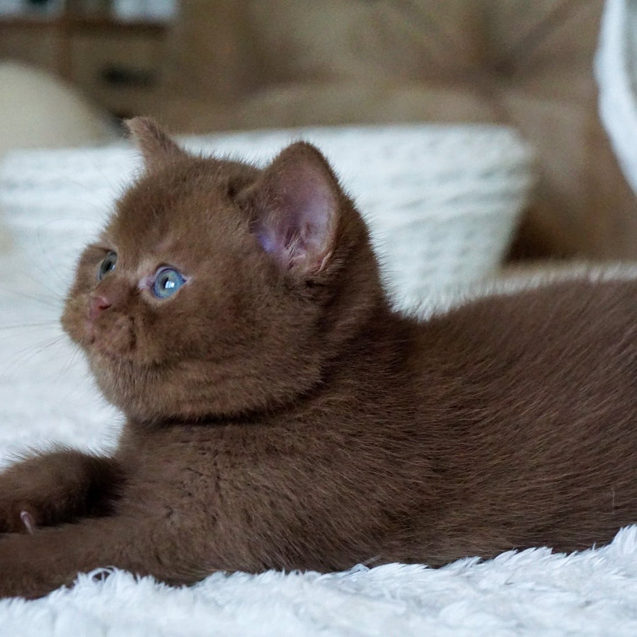 Miki British Shorthair male, cinnamon