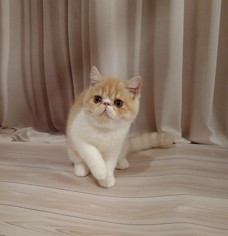 Iveriy Exotic male, red silver spotted tabby bicolour