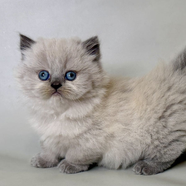 Savage Munchkin female, lilac shaded pointed