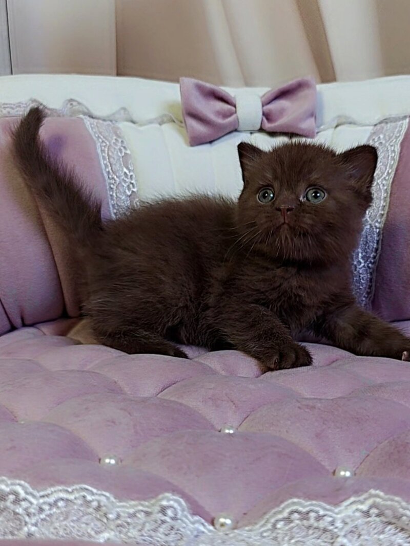 Jasper Scottish Straight male chocolate - live animals