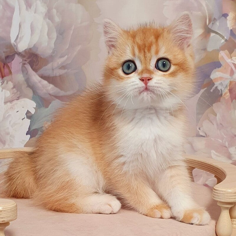 Villi British Shorthair male, black golden chinchilla