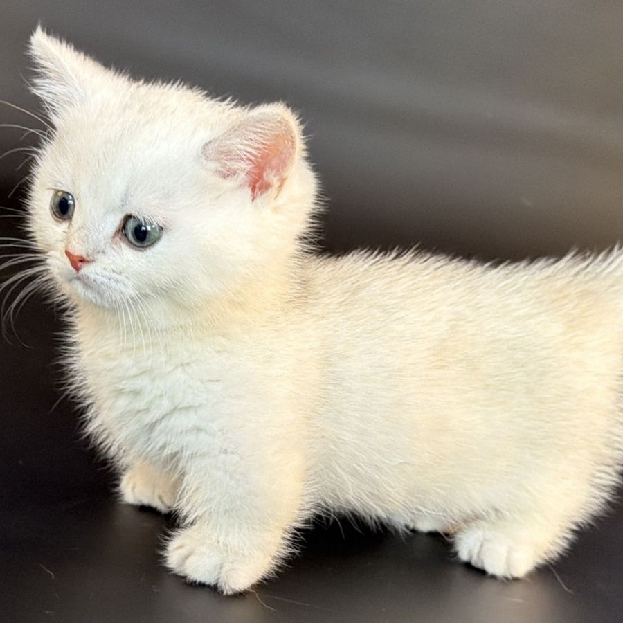 Riley Munchkin male, black silver shaded