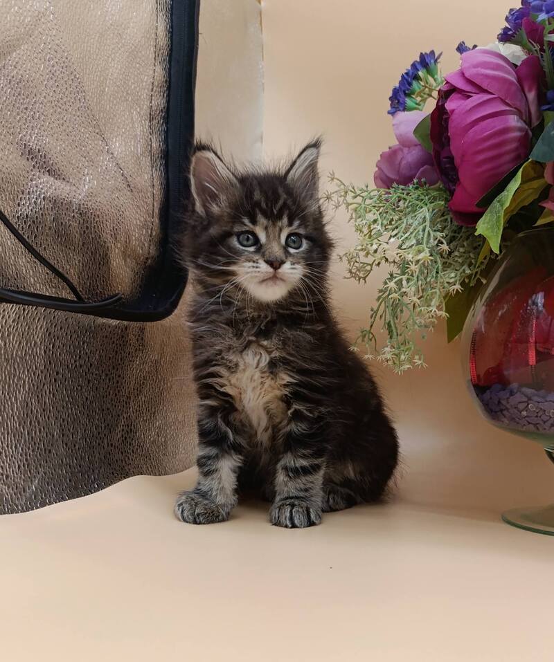 Dimitri Maine Coon male, black silver tabby