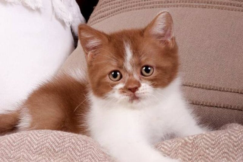 Hank British Shorthair male, cinnamon bicolour