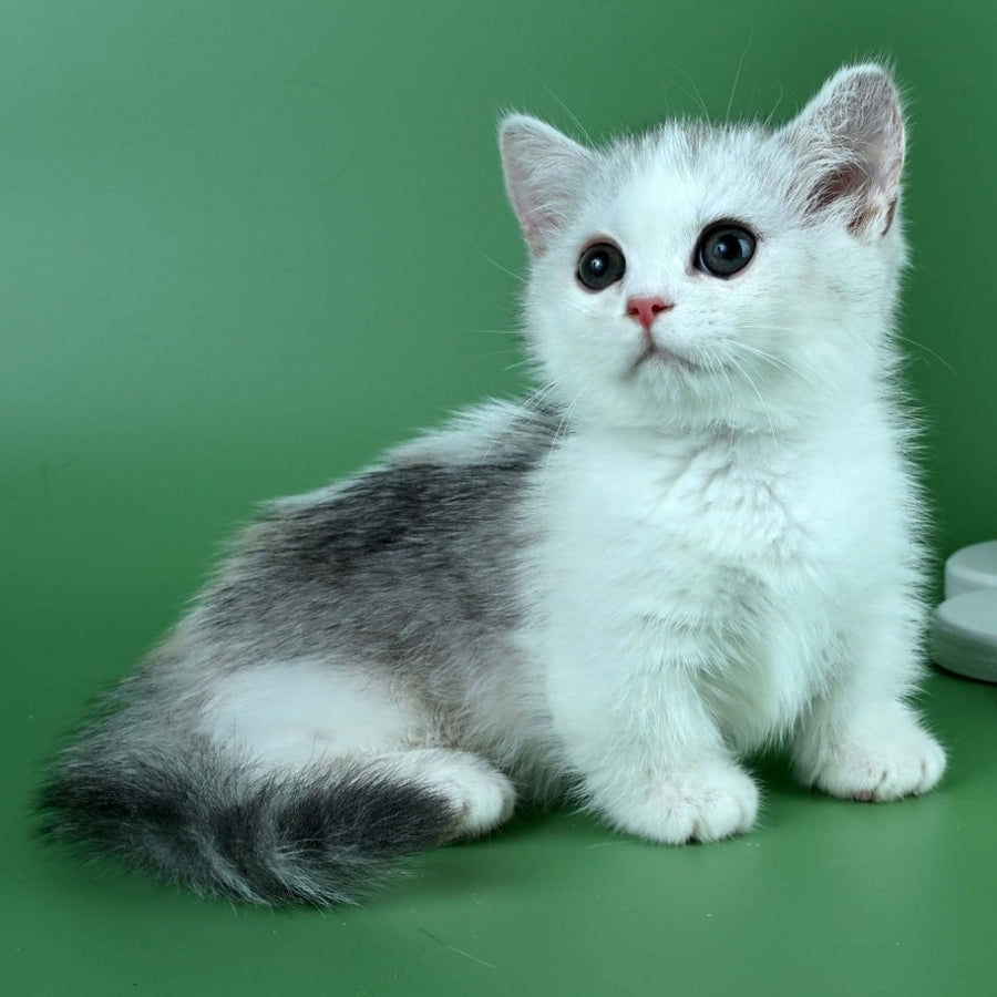 Jina Munchkin female, black tortie silver bicolour