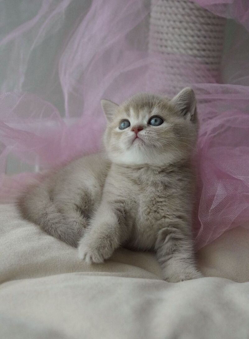 Rivka British Shorthair female, lilac ticked tabby
