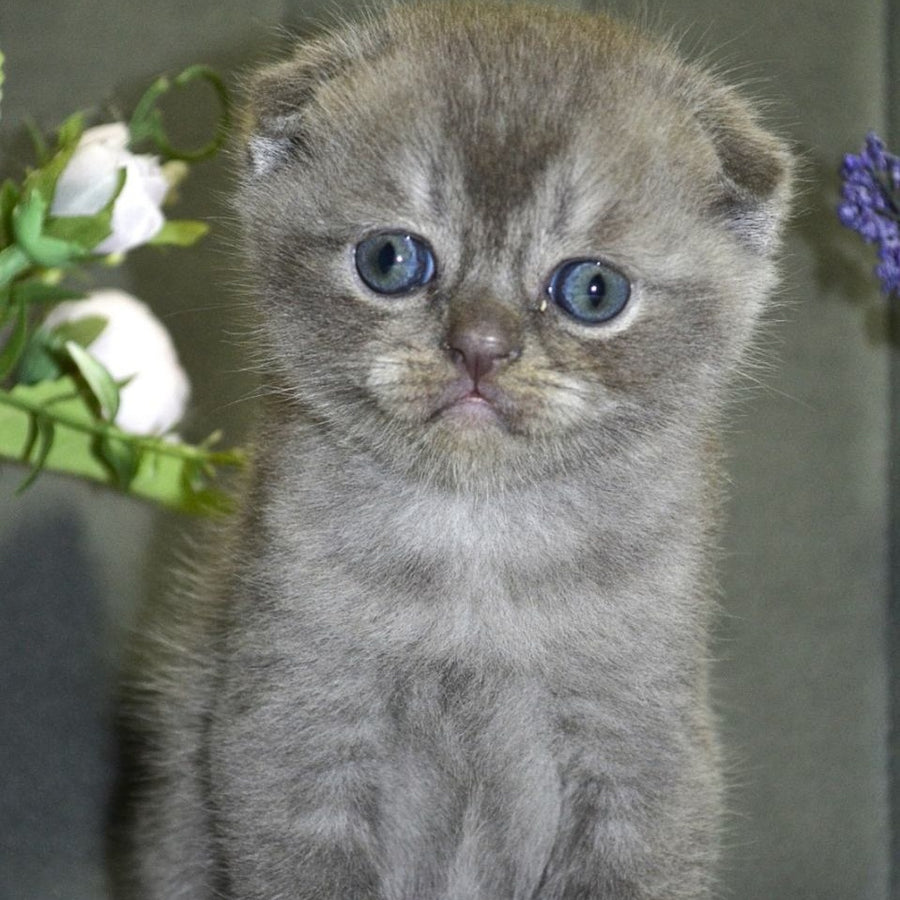 Alex Scottish Fold male, blue ticked tabby
