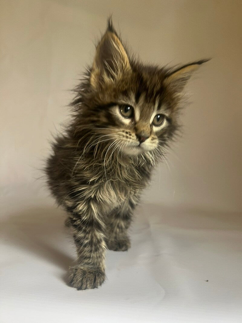 Flora Maine Coon female black tabby - live animals