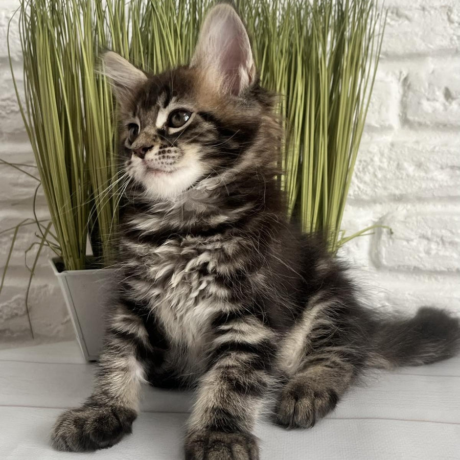 Jade Maine Coon female, black tabby