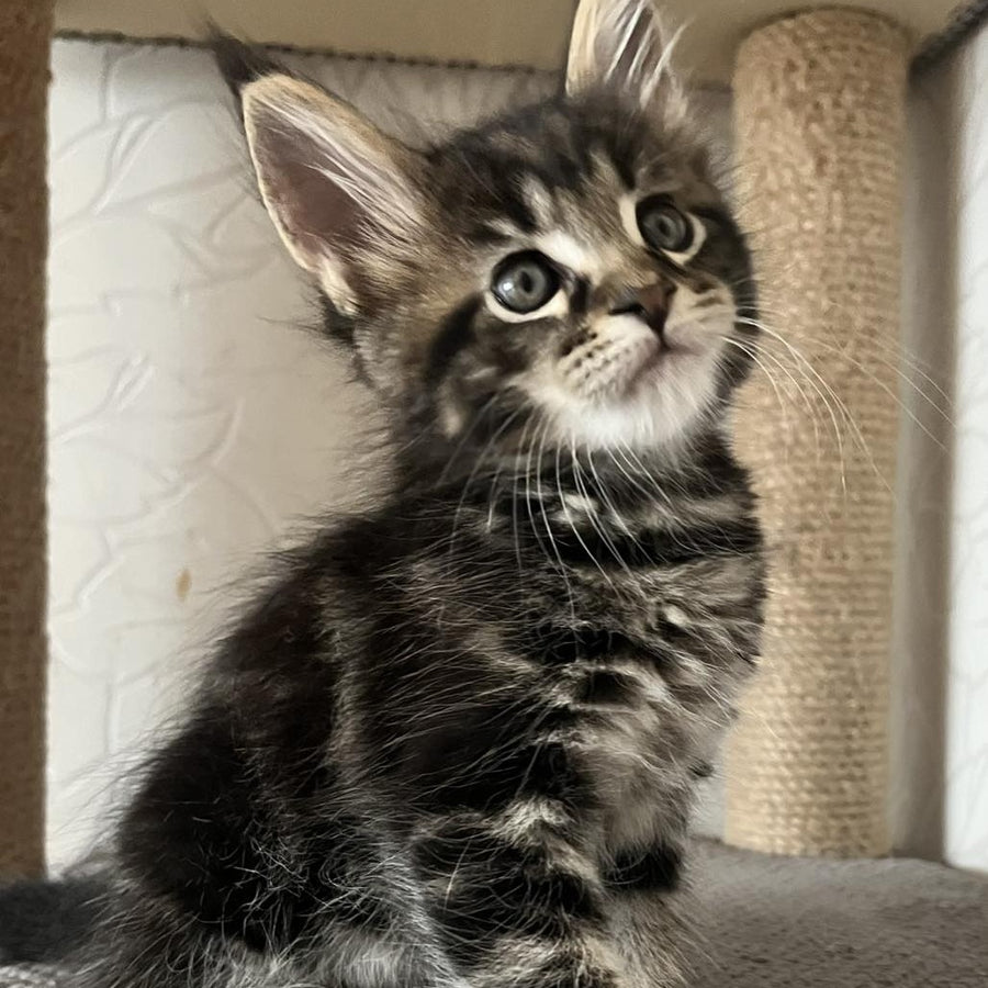 Indigo Maine Coon male, black tabby