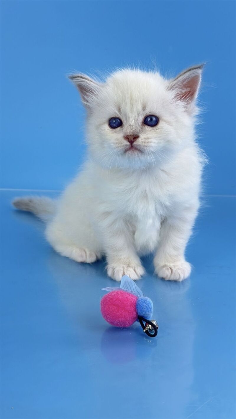 Windsor Siberian male blue tabby pointed with white - live animals