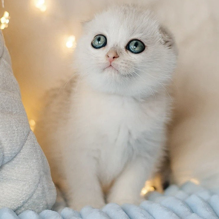 Ice Cream Scottish Fold male, black silver shaded