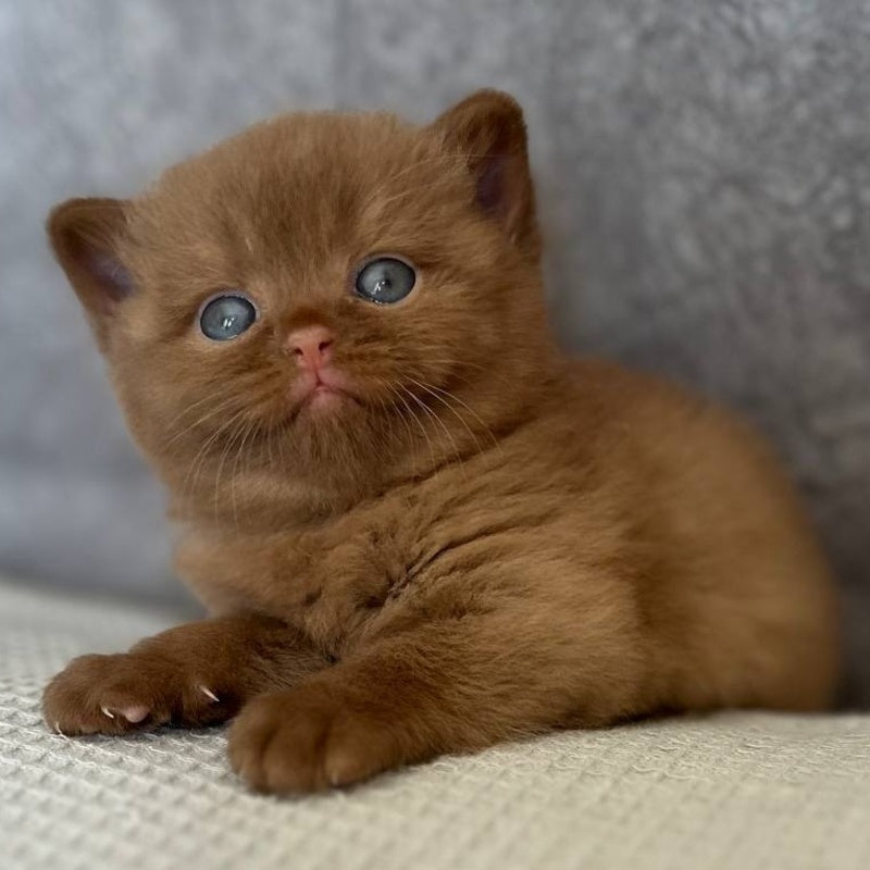 Ewa British Shorthair female, cinnamon