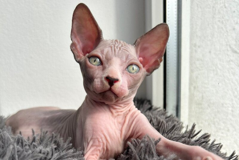 Stich Canadian Sphynx male, black