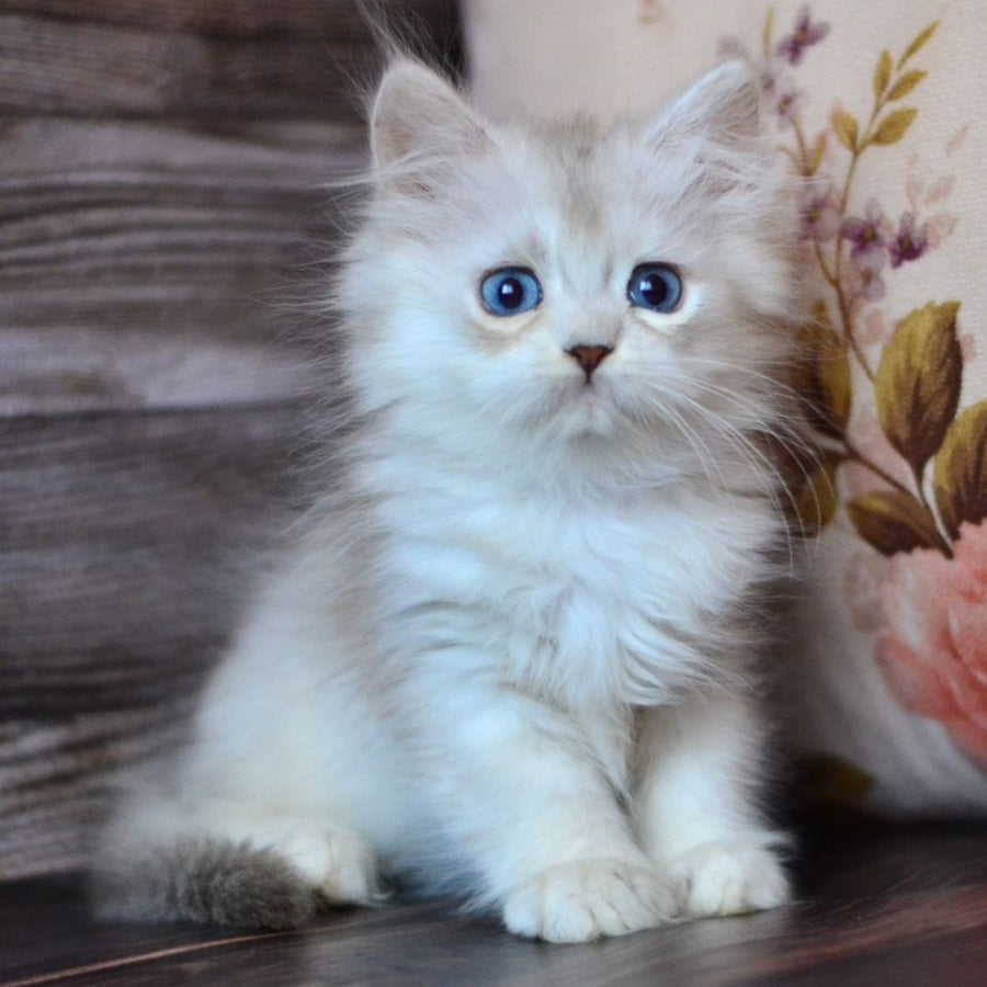 Harley British Longhair male, blue silver shaded
