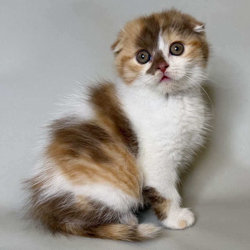 Arlette Scottish Fold female, cinnamon tortie bicolour