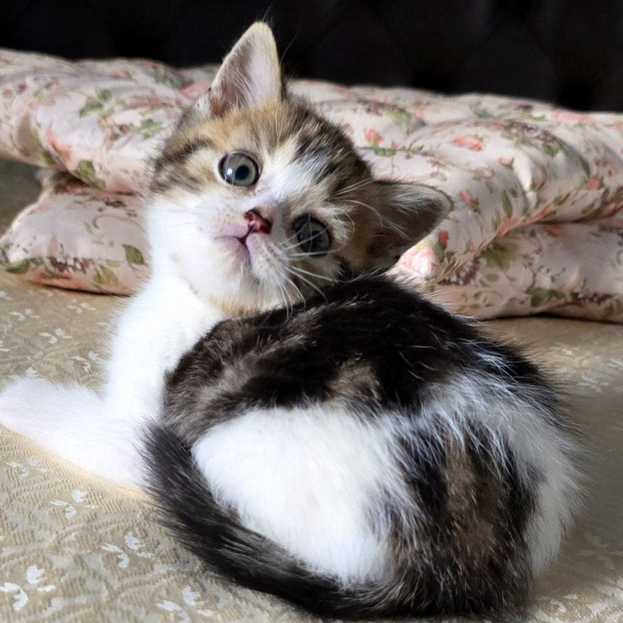 Dominic Scottish Straight male, black tabby bicolour