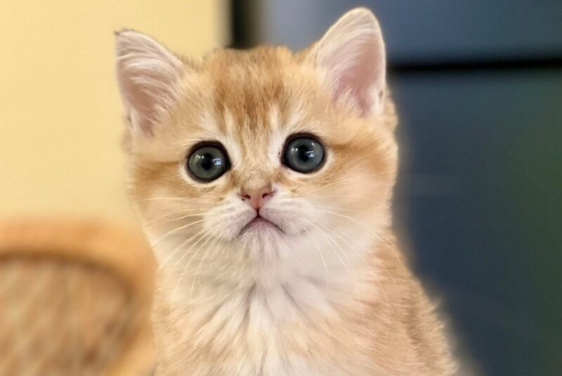 Diamond British Shorthair male black golden shaded - live animals