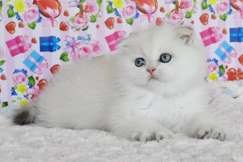 Umka Scottish Fold male, blue golden shaded
