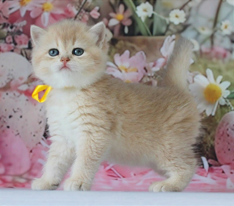 Fialka British Shorthair female blue golden chinchilla live animals