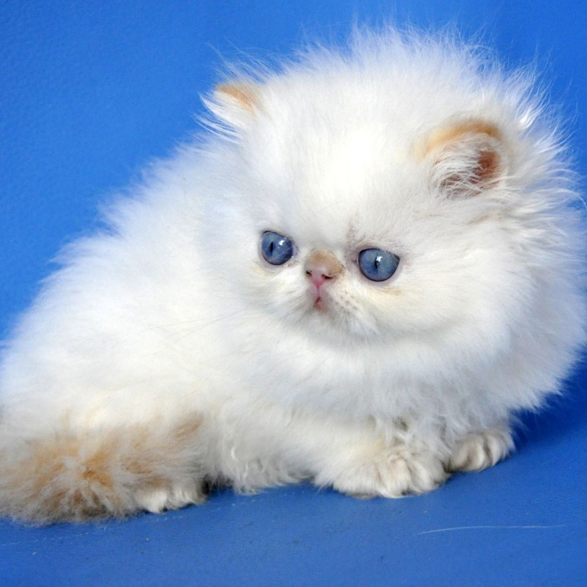 Sultan Persian male, red pointed