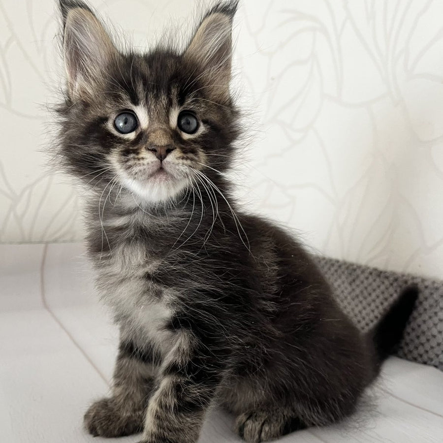 Iron Maine Coon male, black tabby
