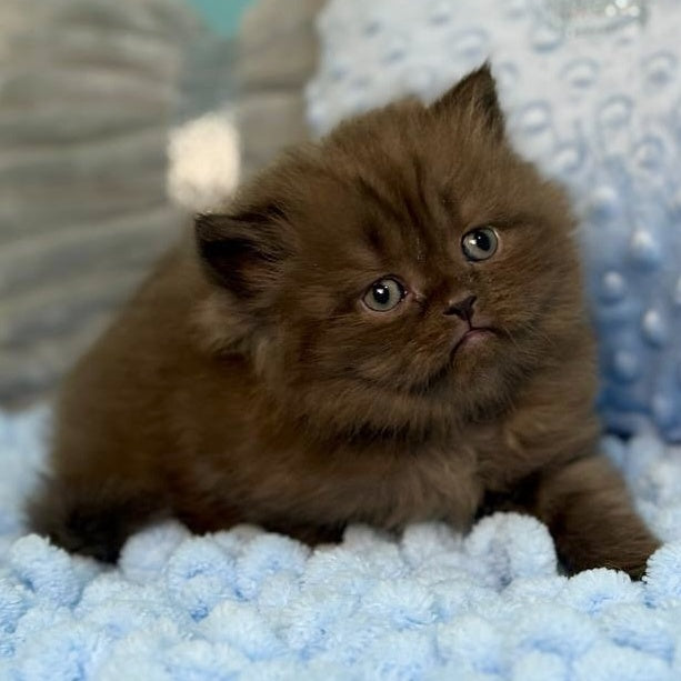 Eros Scottish Straight male, chocolate