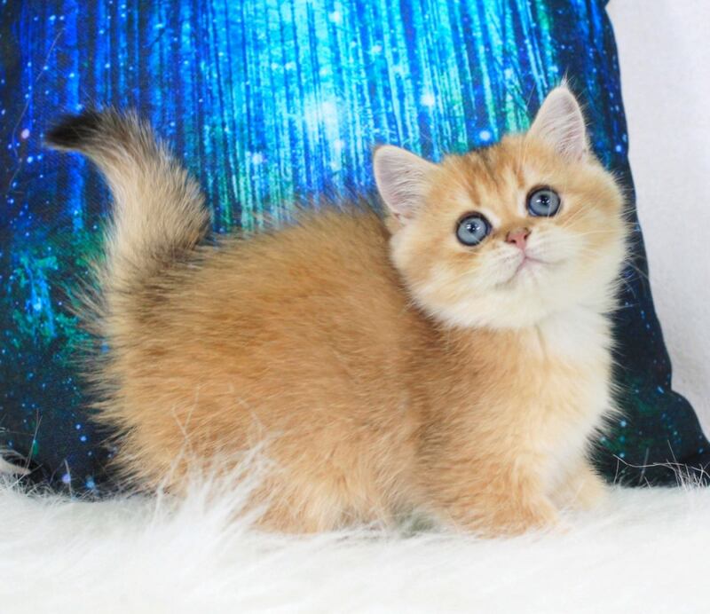 Richie British Shorthair male, black golden shaded